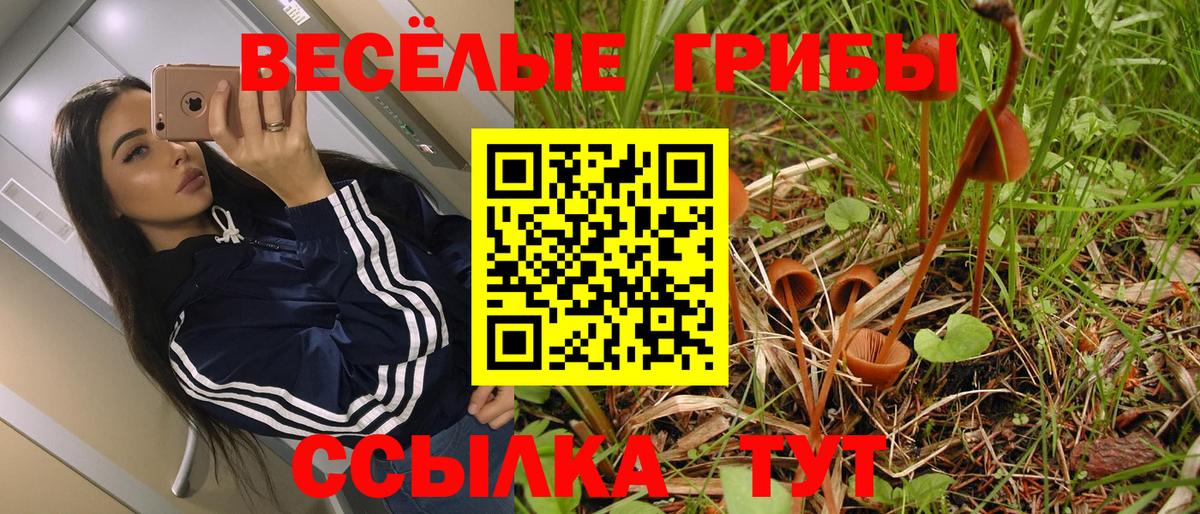где продают наркотики  Черняховск  Псилоцибиновые грибы прущие грибы 